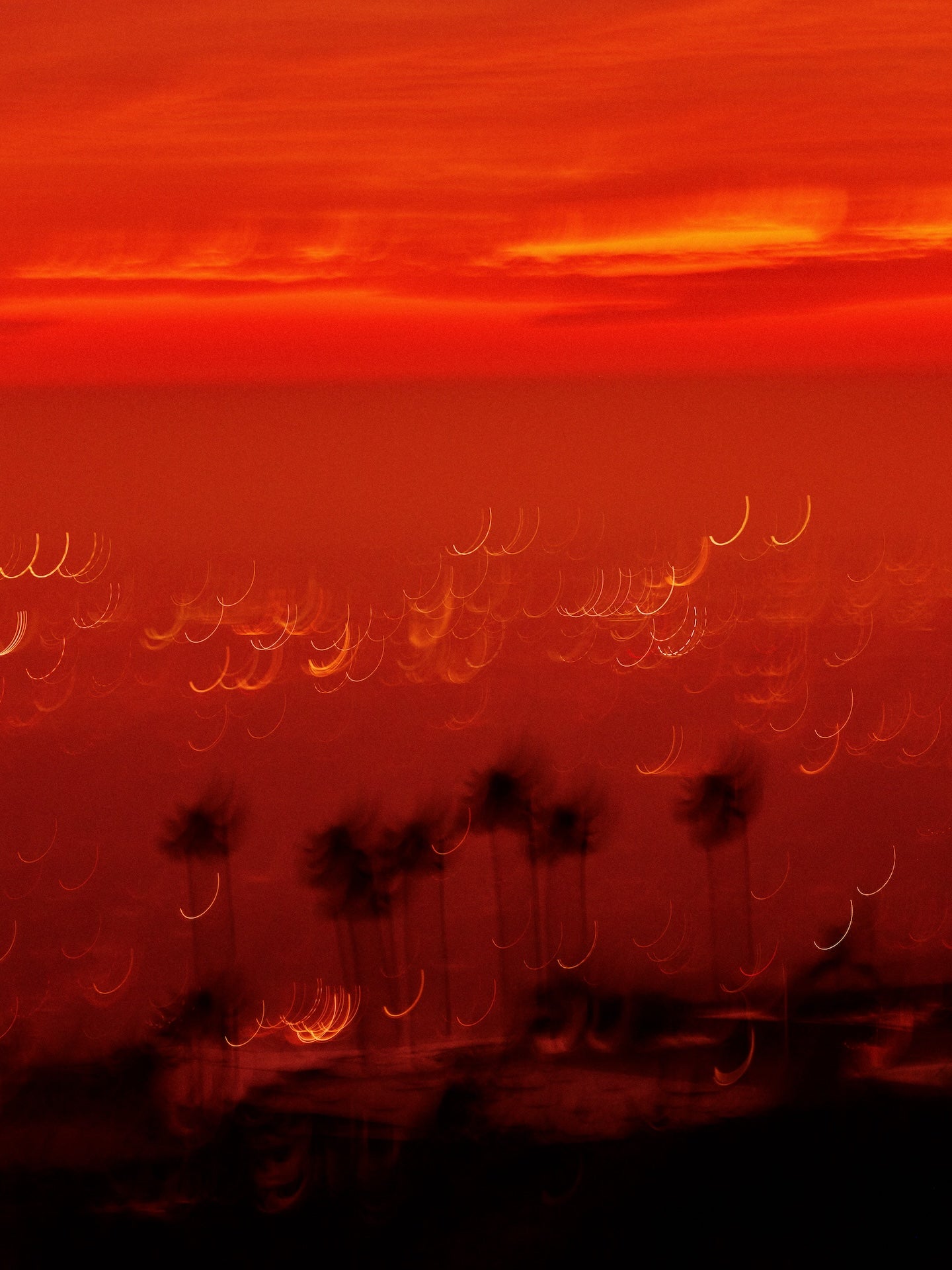 Red Sky Palms
