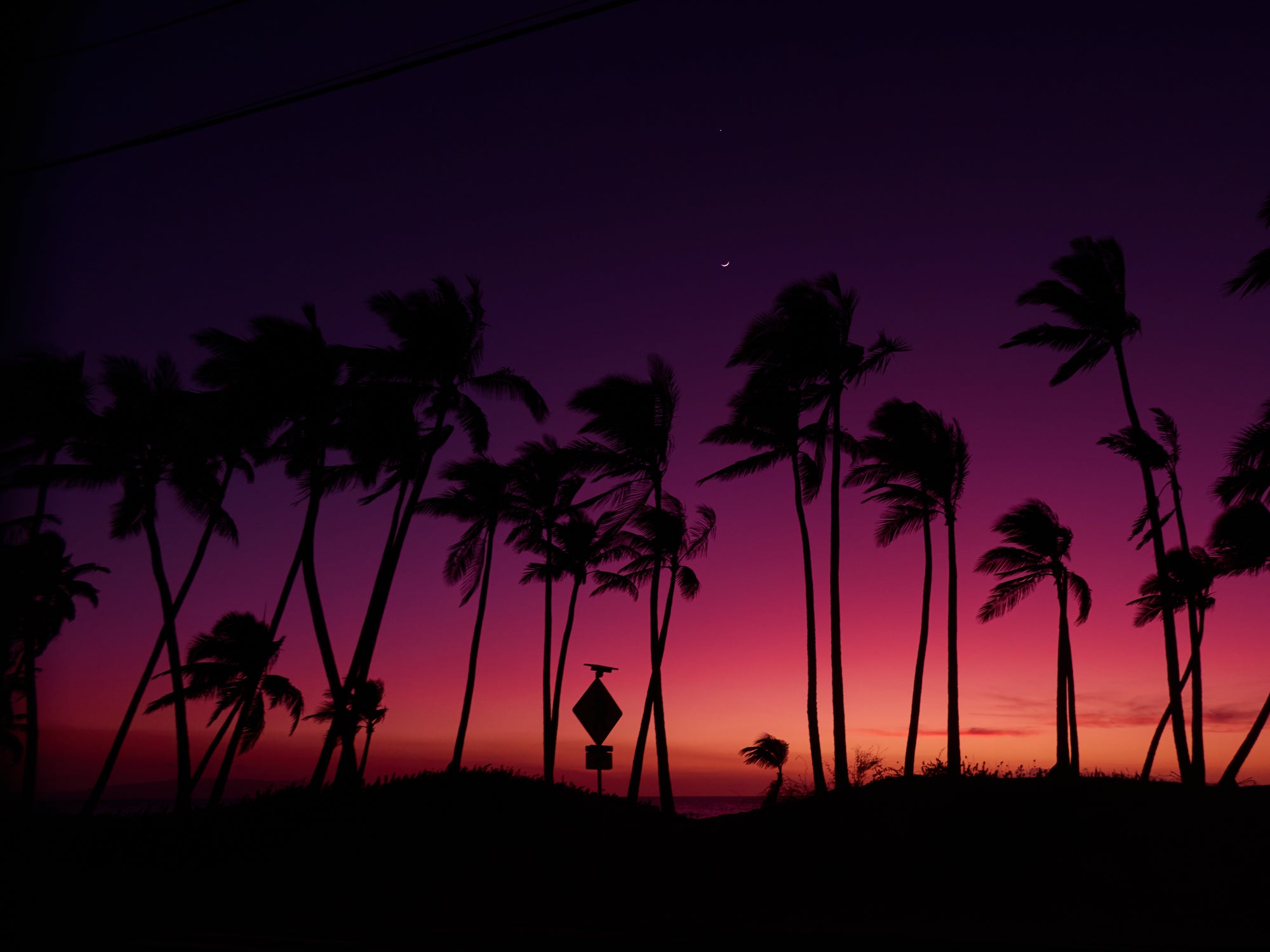Maui Sunset Palms
